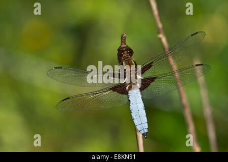 Breit-bodied Chaser oder breit-bodied Darter (Libellula Depressa), Männlich, Burgenland, Österreich Stockfoto