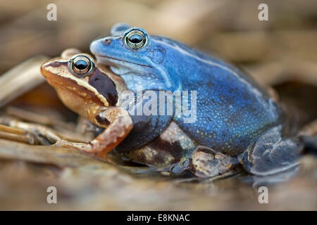 Moor Frösche (Rana Arvalis), Paarung, mittlere Elbe, Sachsen-Anhalt, Deutschland Stockfoto