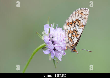 Heide Fritillary (Melitaea Athalia), thront Schmetterling auf einem Feld Scabiosa (Knautia Arvensis), Nordhessen, Hessen, Deutschland Stockfoto