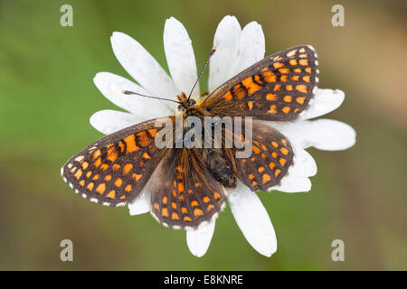 Heide Fritillary (Melitaea Athalia), thront Schmetterling auf einem Ochsen-Auge Daisy (Leucanthemum Vulgare), Nordhessen, Hessen, Deutschland Stockfoto