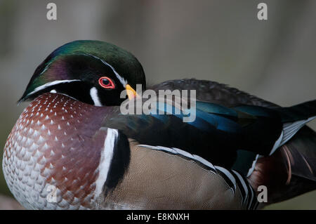 Brautente, Aix Sponsa, Brautente, Stockfoto