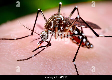 Dieses Foto abgebildeten weiblichen Aedes Aegypti Mücke war, während sie im Prozess der Blutmahlzeit aus ihrem menschlichen Wirt zu erwerben, Stockfoto