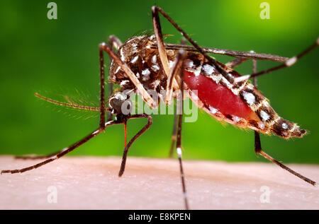 Dieses Foto abgebildeten weiblichen Aedes Aegypti Mücke war, während sie im Prozess der Blutmahlzeit aus ihrem menschlichen Wirt zu erwerben, Stockfoto