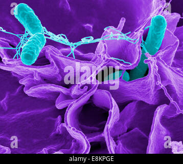 Salmonella-Bakterien, eine häufige Ursache von Lebensmittelvergiftungen, dringen in einer Immunzelle. Stockfoto