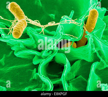 Salmonella-Bakterien, eine häufige Ursache von Lebensmittelvergiftungen, dringen in einer Immunzelle. Stockfoto