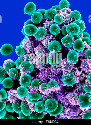 Scanning Electron Schliffbild Büschel von Staphylococcus Epidermidis Bakterien im extrazellulären Matrix, die Zellen verbindet und Stockfoto