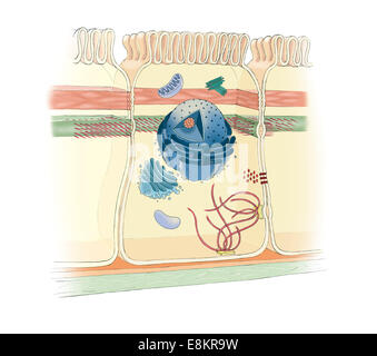 Zell-Kreuzungen: enge Kreuzung (oder zubeißt), Adherens Junction, Gap Junction, Desmosome und Hemidesmosome. Stockfoto