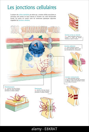 Zell-Kreuzungen: enge Kreuzung (oder zubeißt), Adherens Junction, Gap Junction, Desmosome und Hemidesmosome. Stockfoto