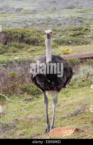 Strauß (Struthio Camelus) in den Table Mountain National Park in der Nähe von Kap der guten Hoffnung auf der Cape Peninsula, South Africa. Stockfoto