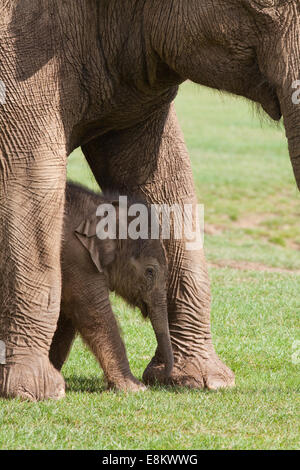Asiatischen oder indischen Elefanten (Elephas Maximus). Kuh und drei Wochen alten Kalb.  Whipsnade Zoo. ZSL. Bedfordshire. VEREINIGTES KÖNIGREICH. Stockfoto