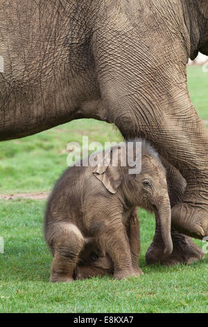 Asiatischen oder indischen Elefanten (Elephas Maximus). Zwanzig Tage alt Kalb unter der vorderen Beine Mutter Azizah. Whipsnade Zoo. ZSL. Stockfoto