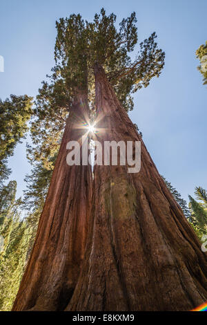 Gigantischen Sequoia Bäumen in den Sequoia National Park, Kalifornien, USA Stockfoto