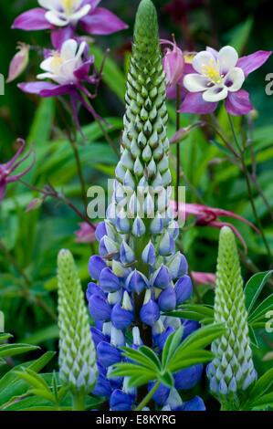 Lila blaue Lupine Blume. Lupinus, allgemein bekannt als Lupin oder Lupine (Nordamerika) ist eine Gattung von Blütenpflanzen Hülsenfrucht Stockfoto