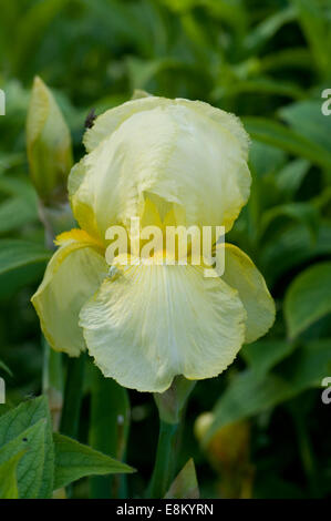 Gelbe Iris Blume. Iris ist eine Gattung von 260 bis 300 Arten von blühenden Pflanzen mit auffälligen Blüten. Es nimmt seinen Namen vom griechischen Stockfoto