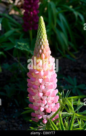 Lila blaue Lupine Blume. Lupinus, allgemein bekannt als Lupin oder Lupine (Nordamerika) ist eine Gattung von Blütenpflanzen Hülsenfrucht Stockfoto