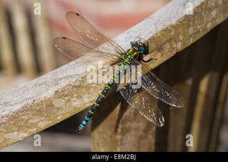 Oktober 2014. Die SüdHawker-Libelle, Aeshna cyanea, sonnt sich im Herbstsonne und macht das Beste aus dem Wetter - die sonnigen Intervalle zwischen den Regenschauern in Bournemouth, Dorset UK. Stockfoto