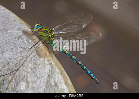 Oktober 2014. Die SüdHawker-Libelle, Aeshna cyanea, sonnt sich im Herbstsonne und macht das Beste aus dem Wetter - die sonnigen Intervalle zwischen den Regenschauern in Bournemouth, Dorset UK. Stockfoto