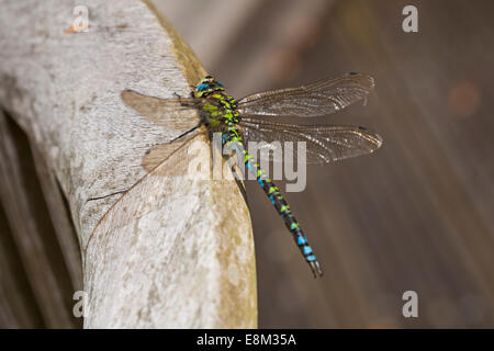 Oktober 2014. Die SüdHawker-Libelle, Aeshna cyanea, sonnt sich im Herbstsonne und macht das Beste aus dem Wetter - die sonnigen Intervalle zwischen den Regenschauern in Bournemouth, Dorset UK. Stockfoto