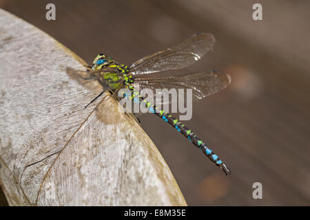 Oktober 2014. Die SüdHawker-Libelle, Aeshna cyanea, sonnt sich im Herbstsonne und macht das Beste aus dem Wetter - die sonnigen Intervalle zwischen den Regenschauern in Bournemouth, Dorset UK. Stockfoto