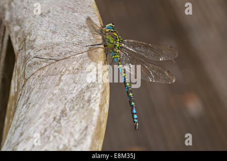 Oktober 2014. Die SüdHawker-Libelle, Aeshna cyanea, sonnt sich im Herbstsonne und macht das Beste aus dem Wetter - die sonnigen Intervalle zwischen den Regenschauern in Bournemouth, Dorset UK. Stockfoto