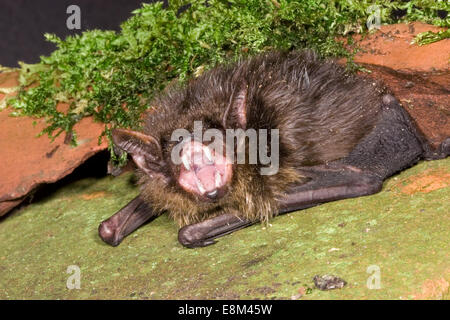 Entspannende Bat - Eptesicus Federnelke Stockfoto