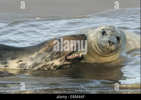 Kegelrobben - Halichoerus grypus Stockfoto