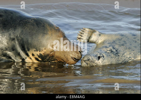 Kegelrobben - Halichoerus grypus Stockfoto
