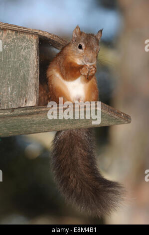 Eichhörnchen - Sciurus vulgaris Stockfoto