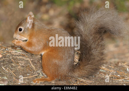 Eichhörnchen - Sciurus vulgaris Stockfoto