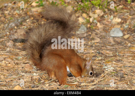 Eichhörnchen - Sciurus vulgaris Stockfoto