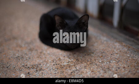 Kleine schwarze Katze zusammengerollt auf dem Bürgersteig, Chinatown, Bangkok, Thailand. Stockfoto