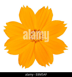 Gelbe Singapur Daisy Wildflower Blume, Isolated on White Background Stockfoto