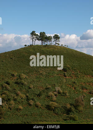 Die Colmer Hill, Symondsbury, Dorset, Großbritannien Stockfoto