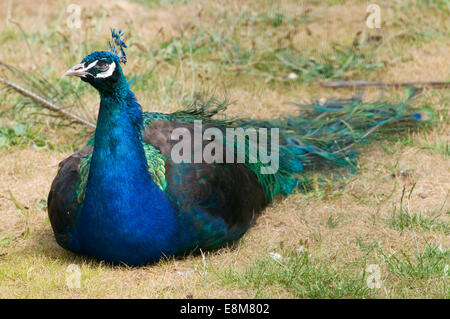 Indian Blue Green männlicher Pfau Stockfoto