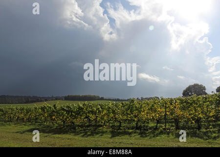 Denbies Weinberg, Dorking, Surrey, UK. 10. Oktober 2014. Die Sonne Strahlen von dramatischen Regenwolken füllen den Himmel über den Weinberg auf die Kreide Hügel der North Downs in Surrey. Bildnachweis: Julia Gavin UK/Alamy Live-Nachrichten Stockfoto