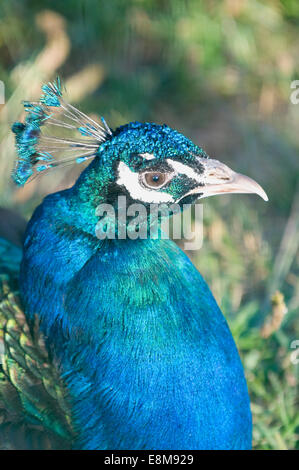 Indian Blue Green männlicher Pfau Stockfoto