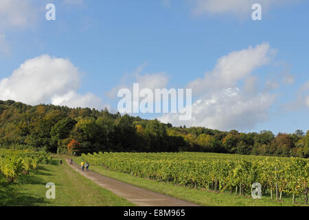 Denbies Weinberg, Dorking, Surrey, UK. 10. Oktober 2014. Blauer Himmel wechseln sich ab mit dramatischen Regenwolken über den Weinberg auf die Kreide Hügel der North Downs in Surrey. Die Trauben sind bereit, diesen Jahren Weinbau bestand zu produzieren derzeit geerntet. Bildnachweis: Julia Gavin UK/Alamy Live-Nachrichten Stockfoto