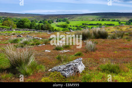 Blick über den North York Moors National Park mit Ackerland, Steinmauer, Pflanzen in voller Blüte an einem hellen Frühlingsmorgen trocken. Stockfoto