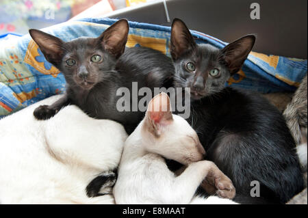 Bild von Roger Bamber: 5. September 2014: ein paar Black Oriental Siam Kätzchen mit einer Zimt Point Siam von s Stockfoto