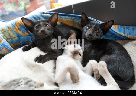 Bild von Roger Bamber: 5. September 2014: ein paar Black Oriental Siam Kätzchen mit einem Zimt Point Siam aus dem selben Wurf Stockfoto