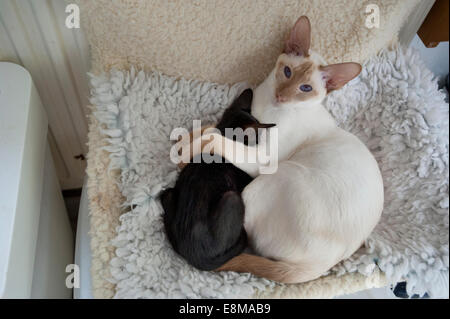 Ein Zimt Siam Mutter Katze schmust zeigen ihre schwarzen Oriental Siam Kätzchen Stockfoto