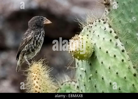 Großen Kaktus-Fink Geospiza Conirostris Propinqua Genovesa Island Galapagosinseln Ecuador Stockfoto