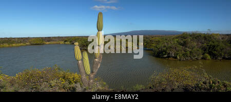 Brackwasser-Lagunen und Kandelaber Punta Moreno Insel Isabela Galapagosinseln Ecuador Stockfoto