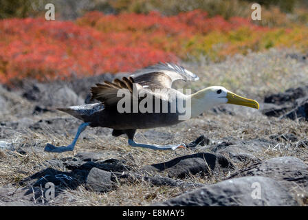 Winkte Albatross Phoebastria Irrorata Punta Suarez Espanola Insel Galapagosinseln Ecuador Stockfoto