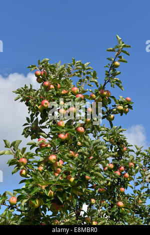Apfelplantage mit rote reife Äpfel Stockfoto