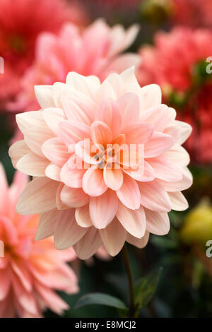 Apricot farbigen Dahlien in einer krautigen Grenze. Stockfoto