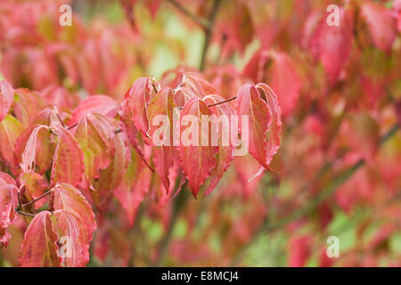 Cornus Kousa 'Radiant Rose'. Chinesischer Hartriegel Blätter im Herbst. Stockfoto