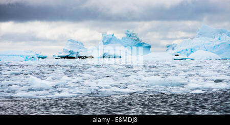 Pfannkuchen-Eis und Eisberge, Antarktis Stockfoto