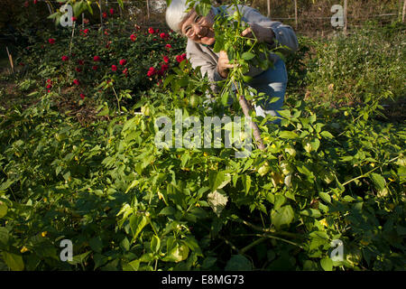 Ein leitender Gärtner hält stolz einen Stamm ihrer Tomatillo Pflanzen in ihrem Gemeinschaftsgarten.  Elektrozaun ist auf der Rückseite ersichtlich. Stockfoto