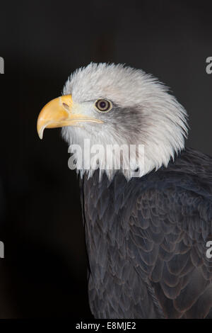 Weißkopf-Seeadler mit dunklem Hintergrund Stockfoto